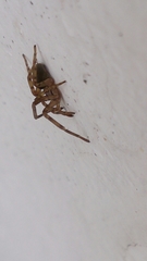 Filistata insidiatrix