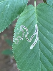 Stigmella lemniscella