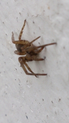 Filistata insidiatrix