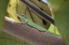 Anolis porcatus