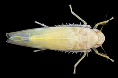 Typhlocyba