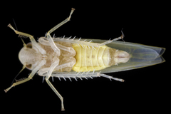 Typhlocyba
