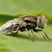 Common Lagoon Fly - Photo (c) John Klymko, some rights reserved (CC BY-NC), uploaded by John Klymko