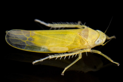Typhlocybini