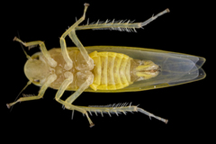 Typhlocybini