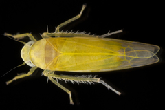 Typhlocybini
