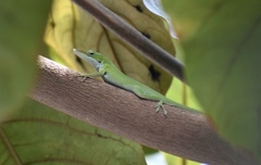Anolis porcatus
