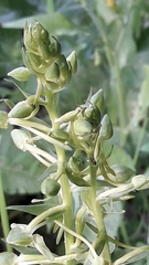 Platanthera holmboei