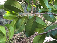 Casearia multinervosa