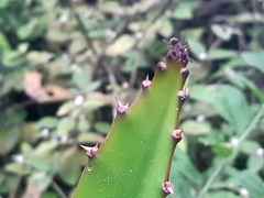 Selenicereus monacanthus