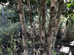 Casearia multinervosa