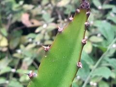 Selenicereus monacanthus