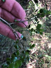 Everistia vacciniifolia nervosa