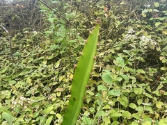 Selenicereus monacanthus
