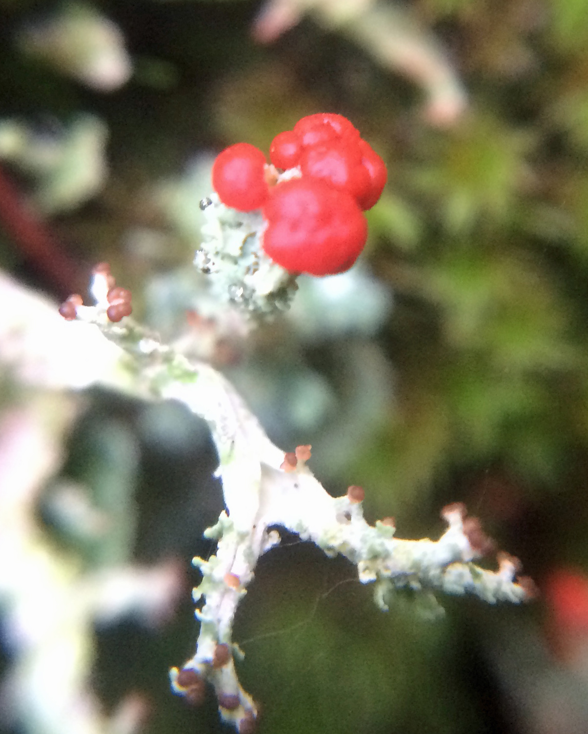 Cladonia macilenta image