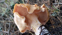 Hydnum melleopallidum