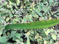 Selenicereus monacanthus