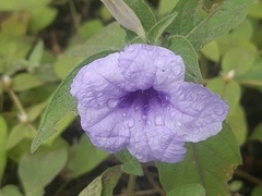 Ruellia spectabilis