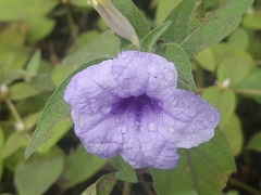 Ruellia spectabilis