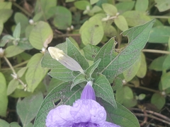 Ruellia spectabilis