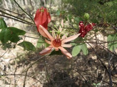 Passiflora aurantia aurantia