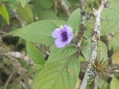 Ruellia spectabilis