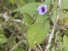 Ruellia spectabilis