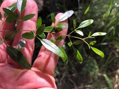 Jasminum didymum racemosum