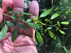 Jasminum didymum racemosum