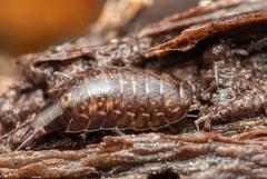 Styloniscus