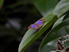 Arhopala pseudomuta