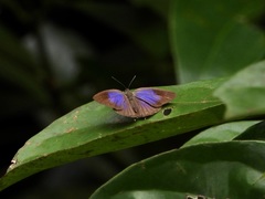 Arhopala pseudomuta