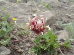 Trifolium longipes shastense