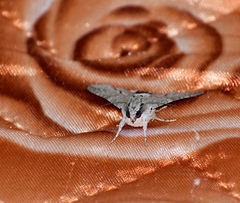 Melipotis acontioides