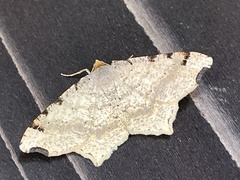 Macaria shanghaisaria