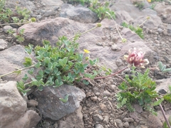 Trifolium longipes shastense