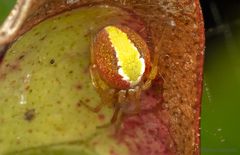 Selkirkiella purpurea
