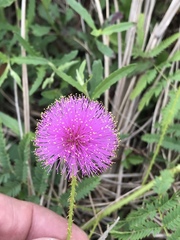Mimosa strigillosa