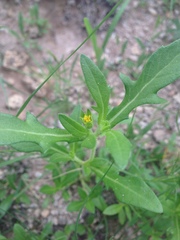 Melampodium strigosum