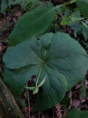 Trillium erectum