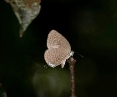 Arhopala pseudomuta