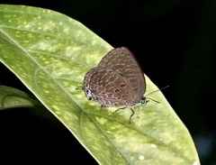 Arhopala pseudomuta