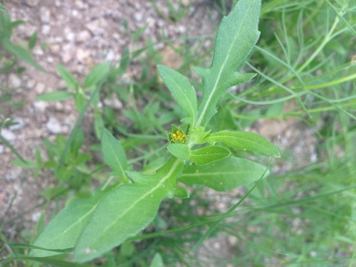 Image of Melampodium strigosum by (c) Oscar C. González Martínez, some rights reserved (CC BY-SA)