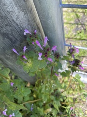 Lamium amplexicaule