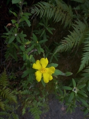 Hibbertia saligna