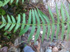 Dryopteris affinis
