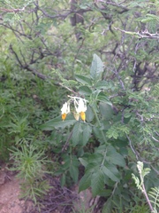 Solanum stenophyllidium