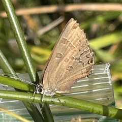 Satyrium caryaevorus