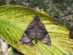 Acosmeryx pseudonaga