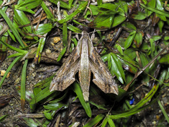 Eupanacra regularis